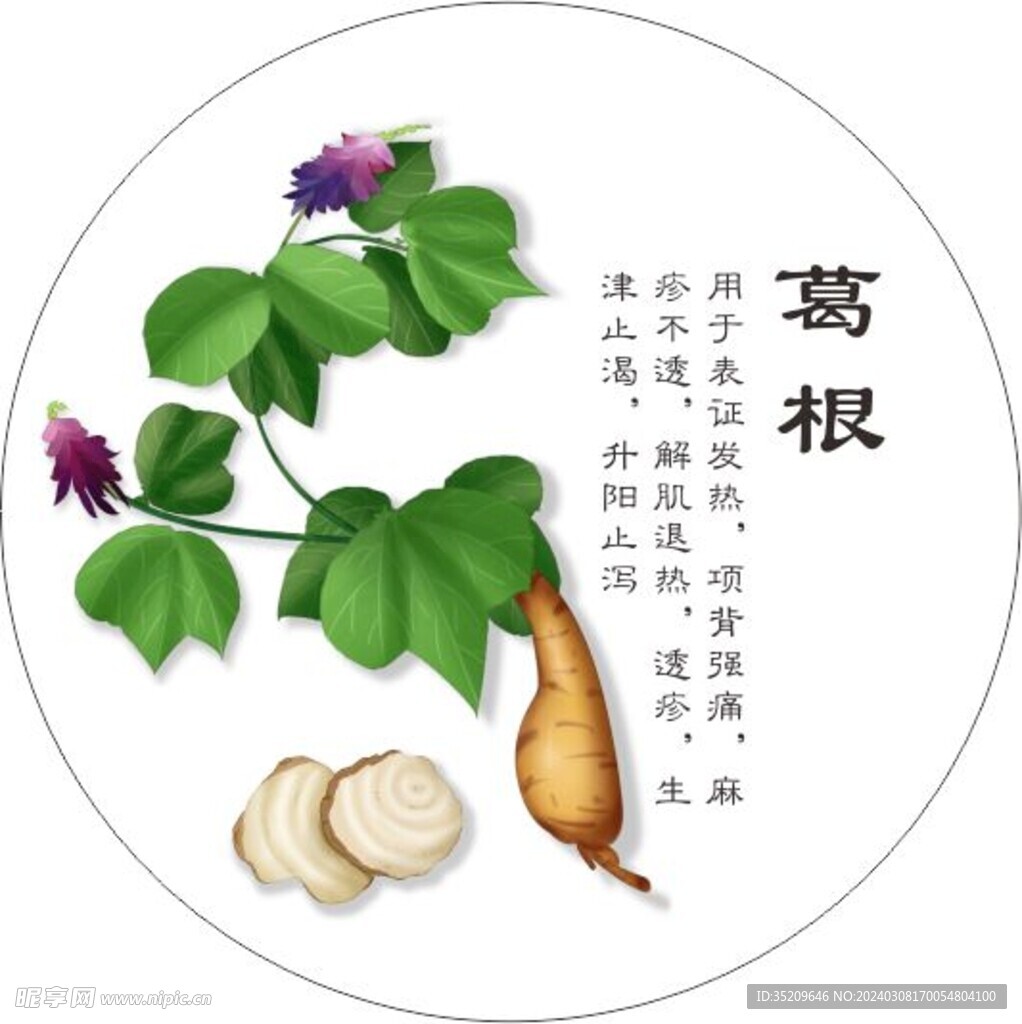 葛根