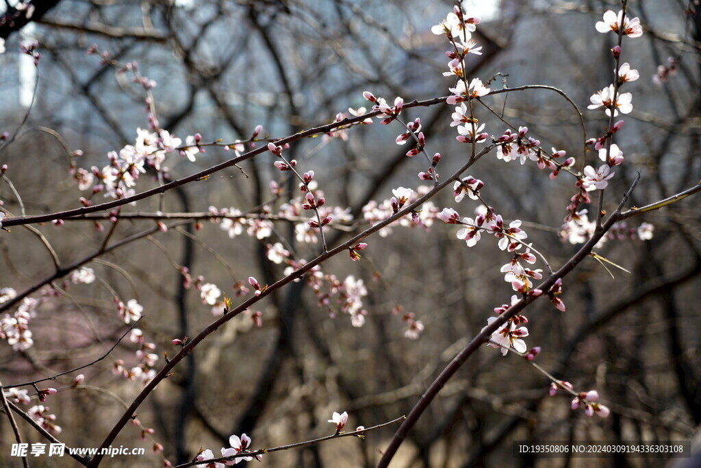 春天的杏花花枝