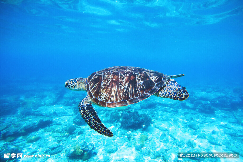 海底世界乌龟