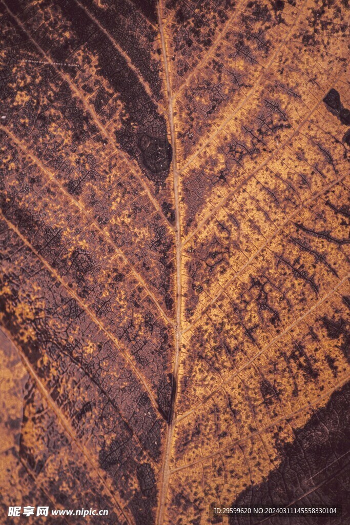 樹(shù)葉紋理 