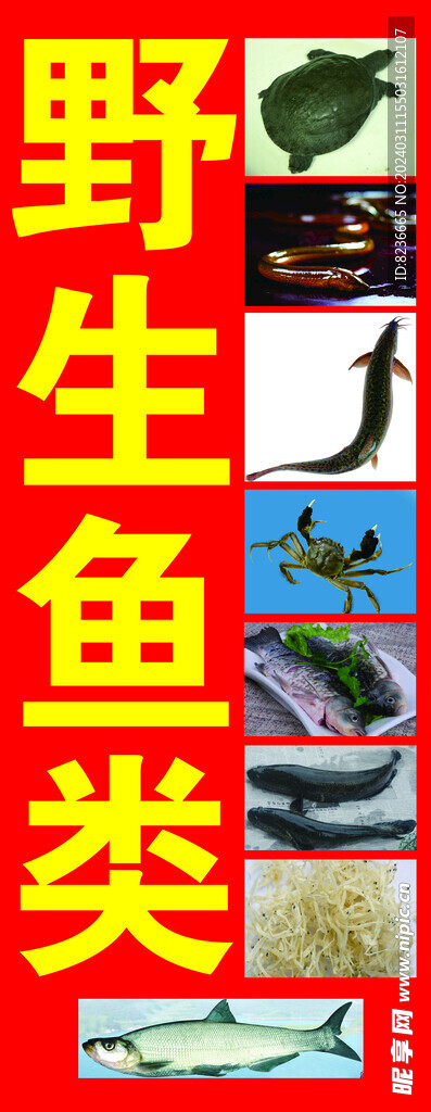 魚類甲魚海報
