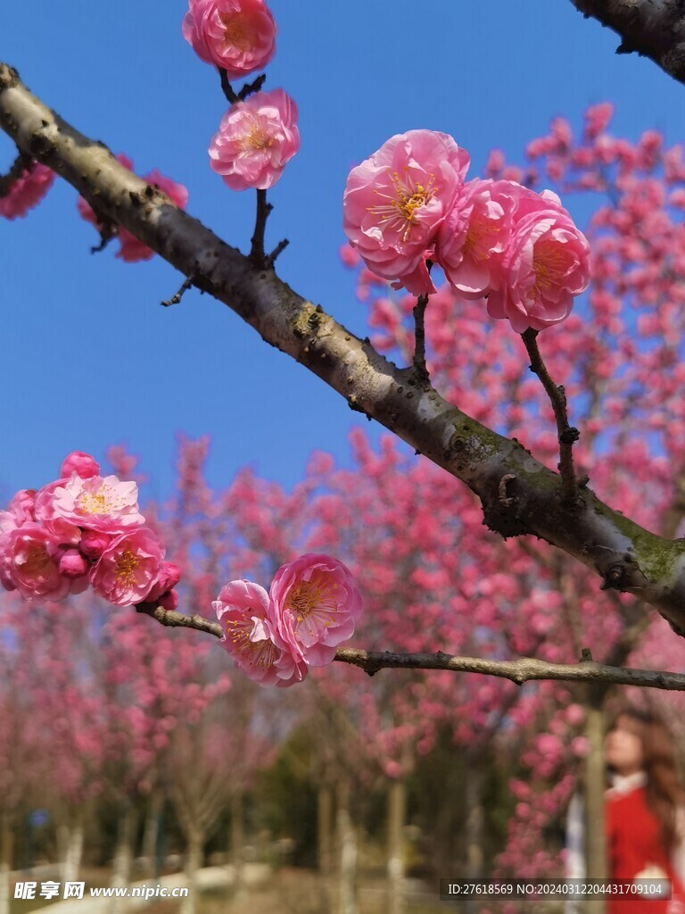 春 櫻花背景 