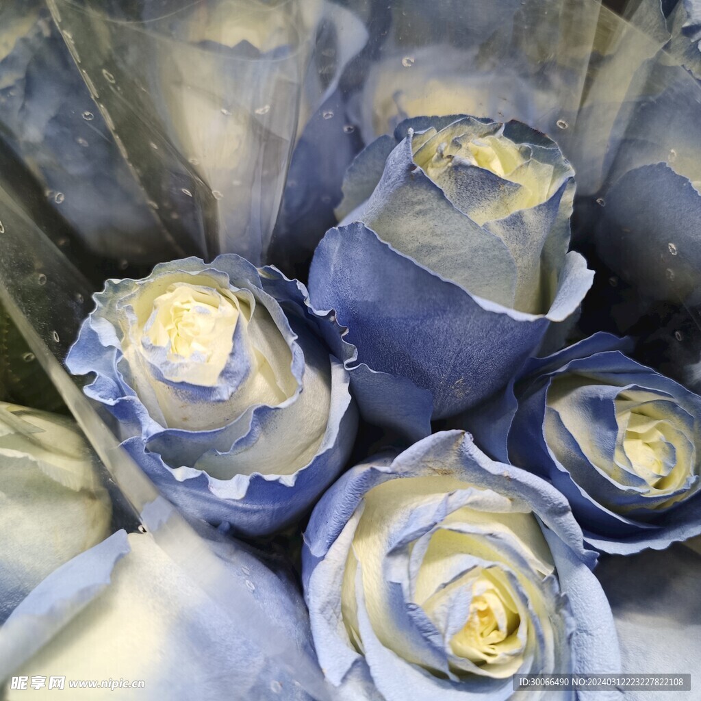 碎冰蓝玫瑰花