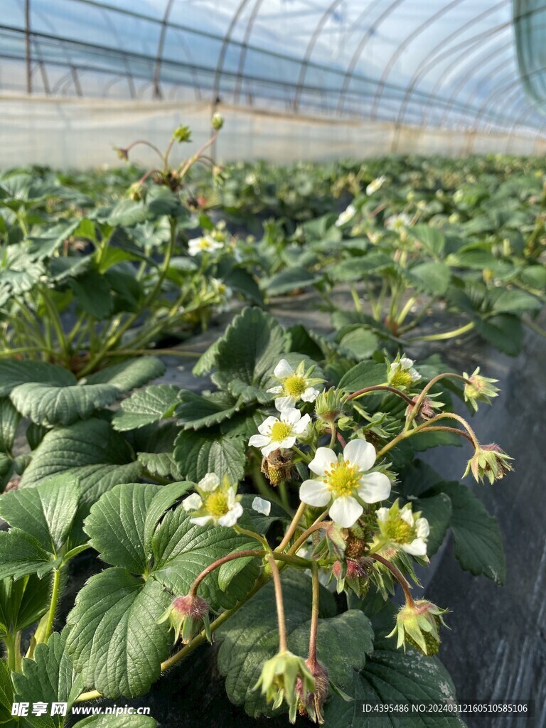 草莓花
