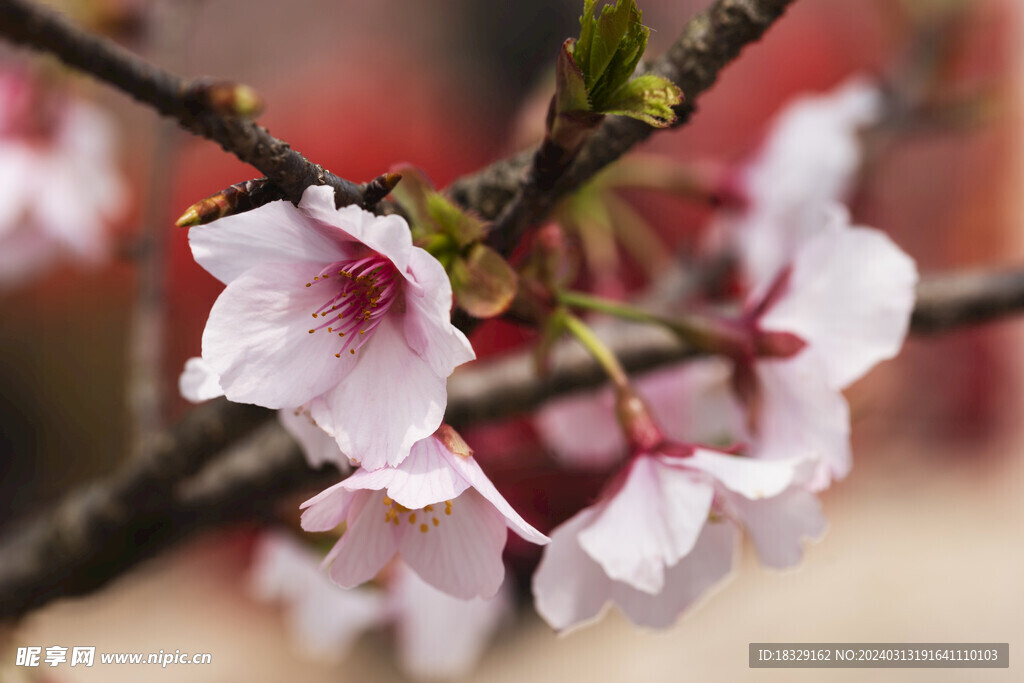 櫻花