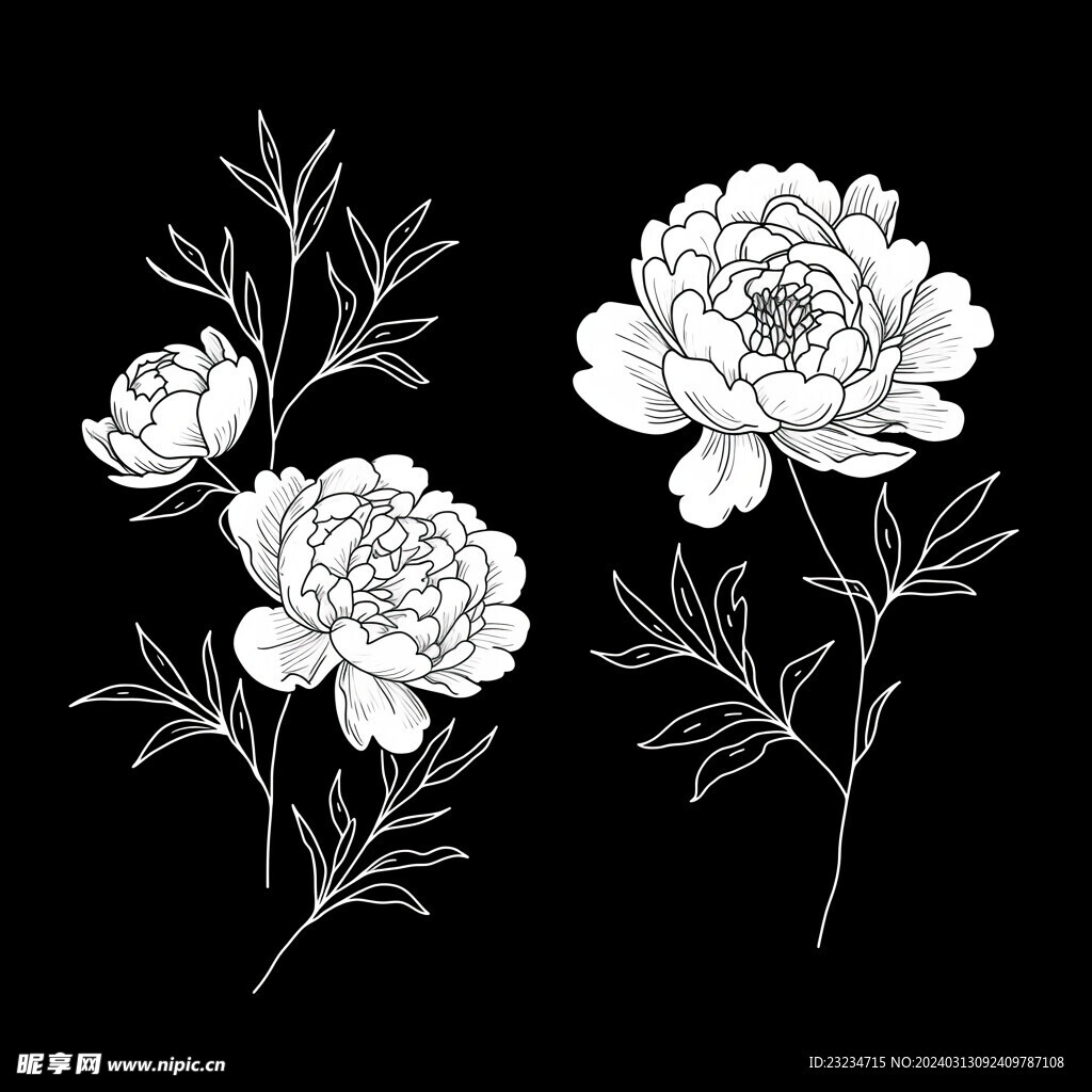 線條玫瑰
