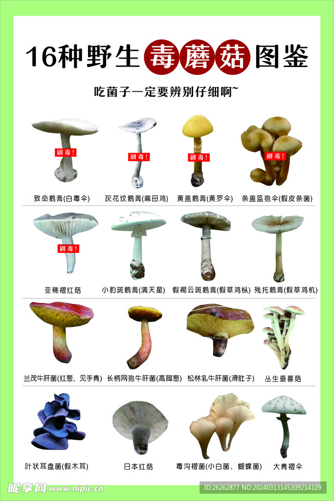 蘑菇   