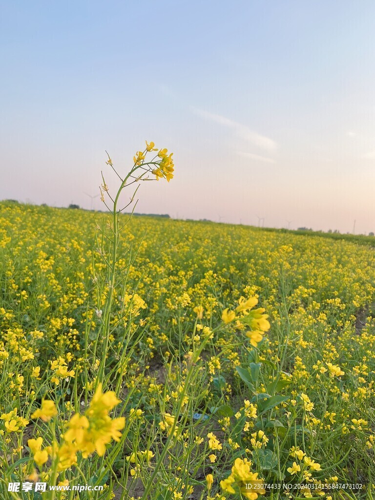 油菜花