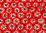 新鲜的红色西红柿番茄