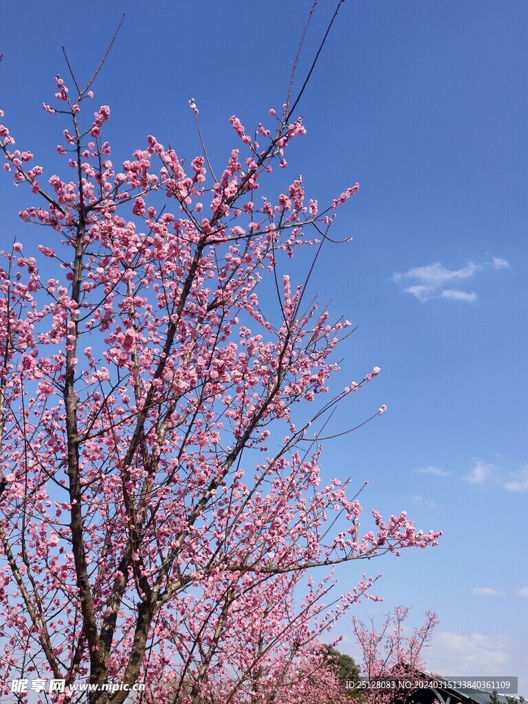 春天的花