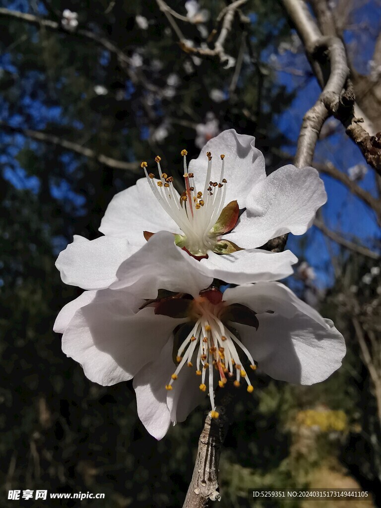 桃花盛开