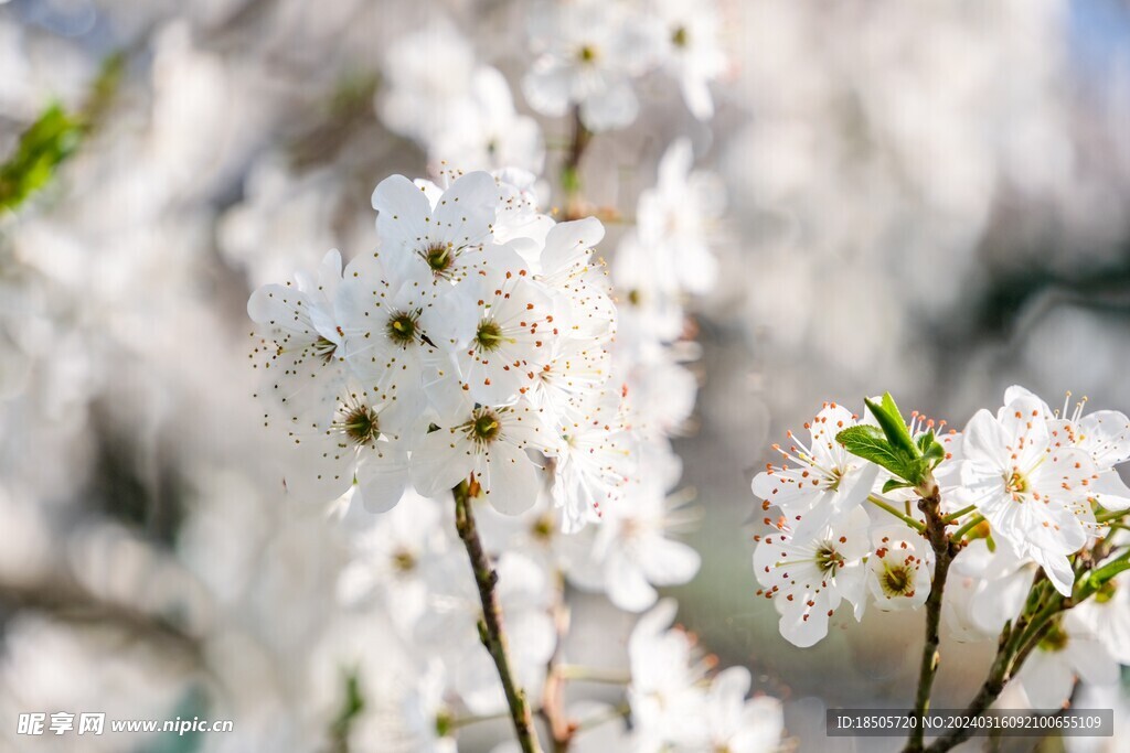 樱桃花