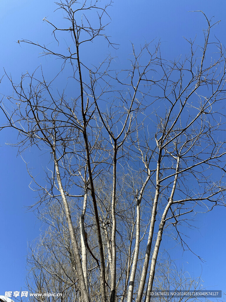 天空树枝