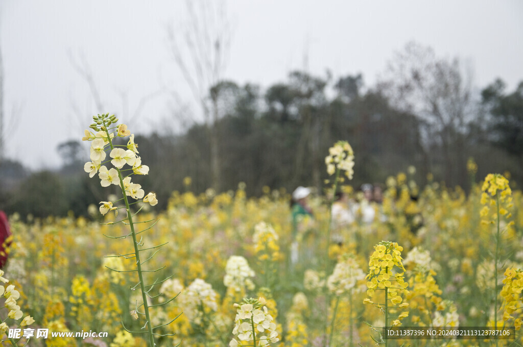 油菜花