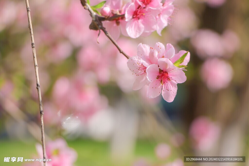 春日桃花