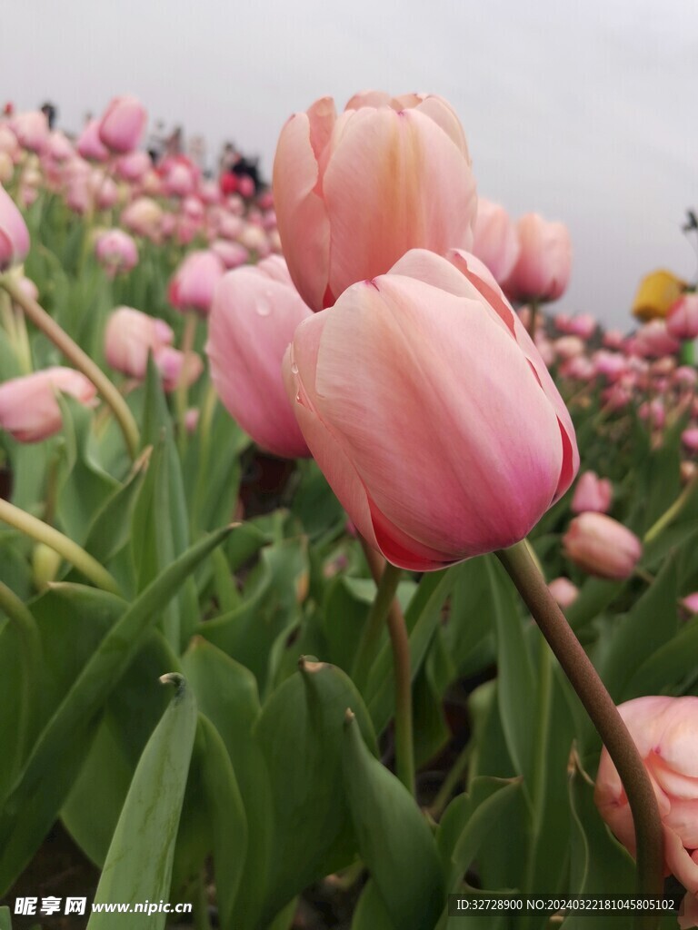 粉色郁金香