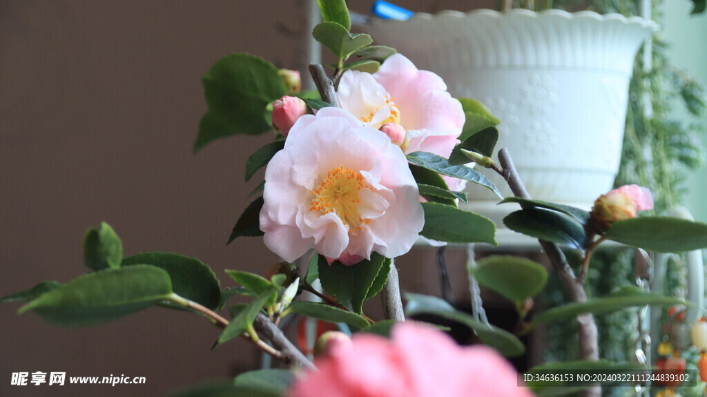 漂亮茶花实拍