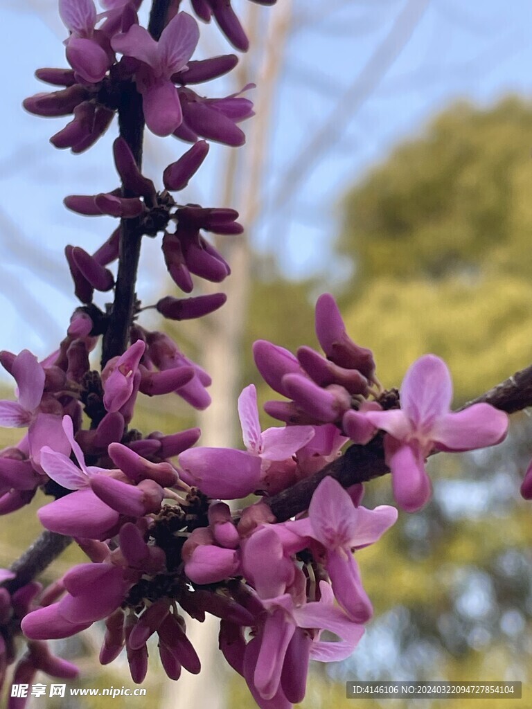 紫荆