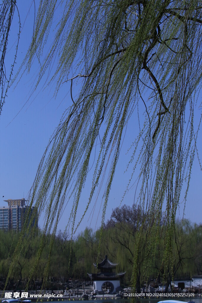 垂柳风景 