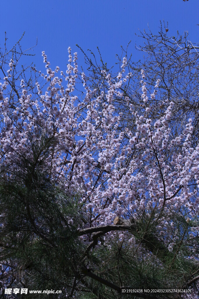 山桃花