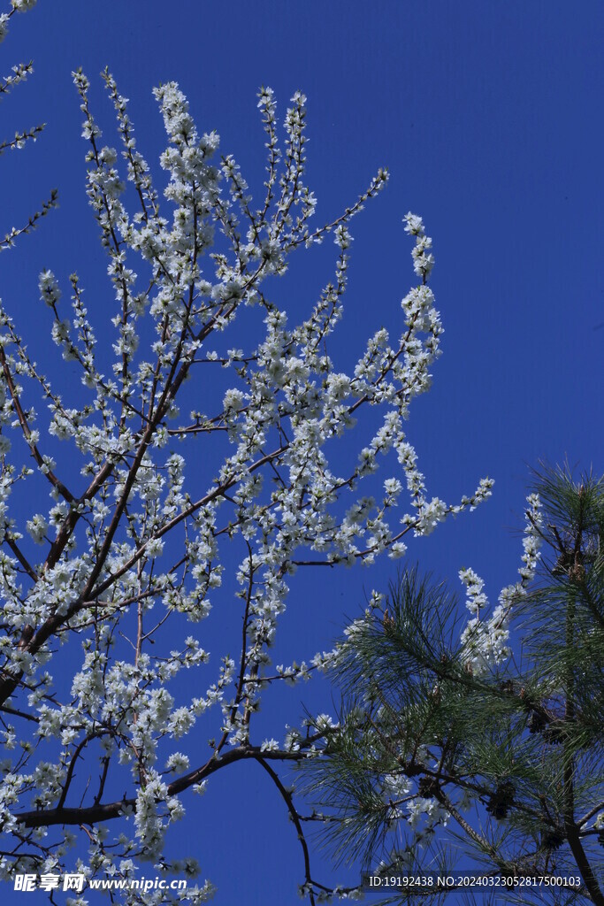 山桃花