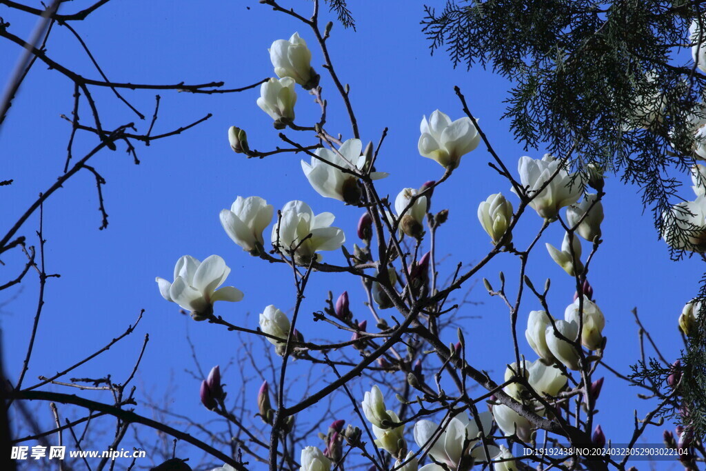 玉兰花 