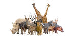 非洲动物群