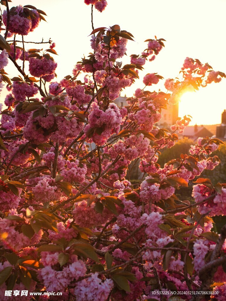 花与阳光