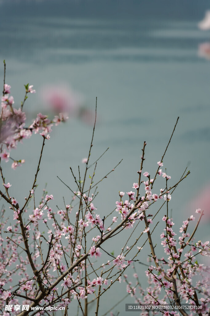 桃花盛开春意浓