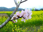 春天桃花摄影