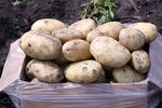 石屏土豆