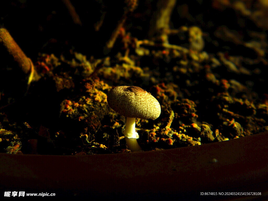 花盆里的蘑菇