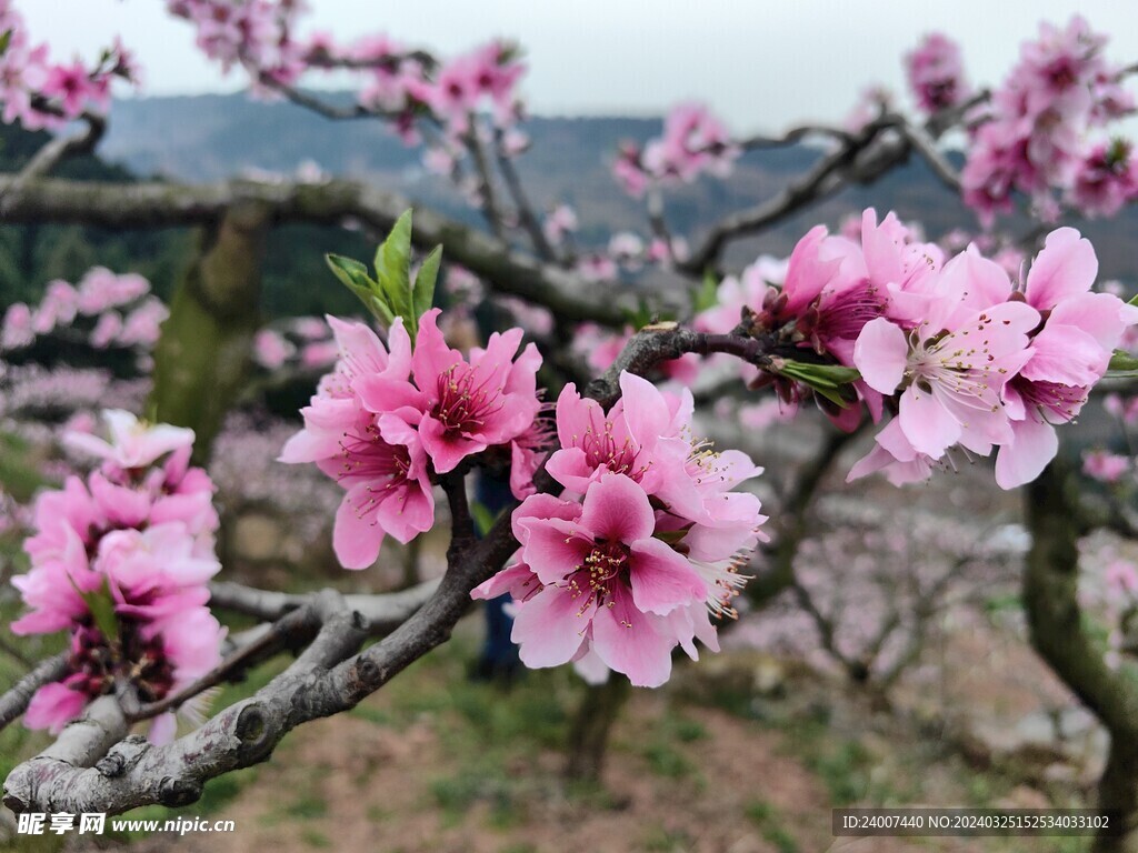 桃花