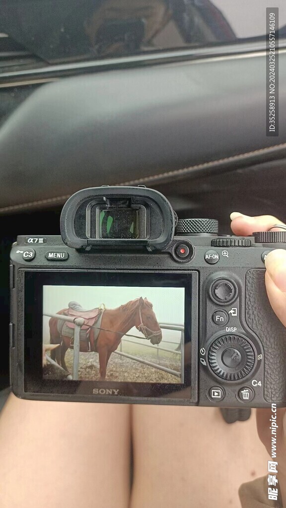 相机里的马