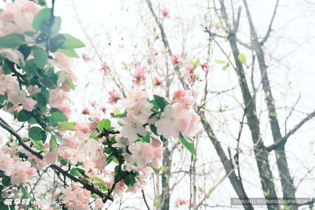 櫻花