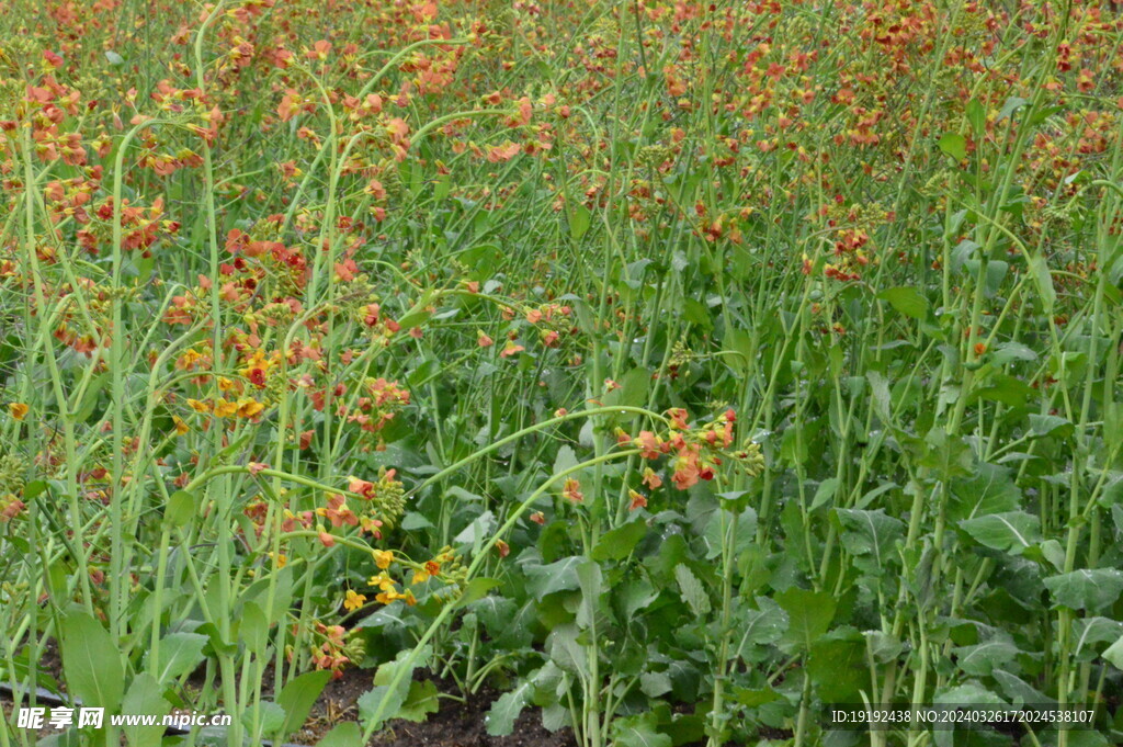 油菜花 