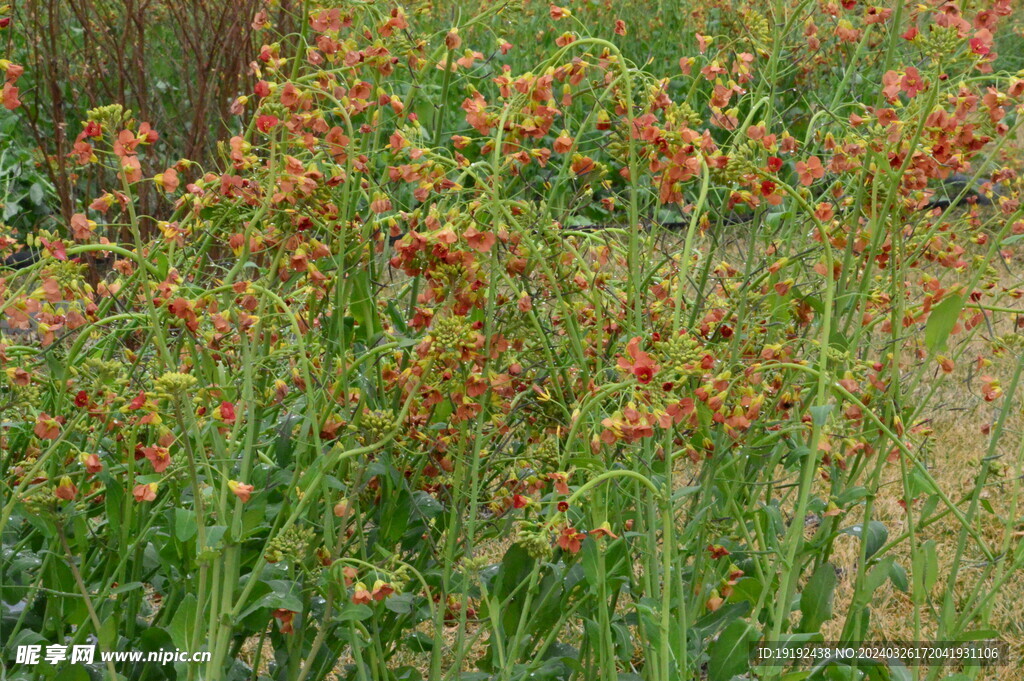 油菜花  