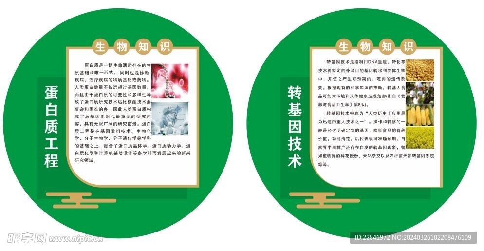 生物蛋白質(zhì)工程 轉(zhuǎn)基因技術(shù)