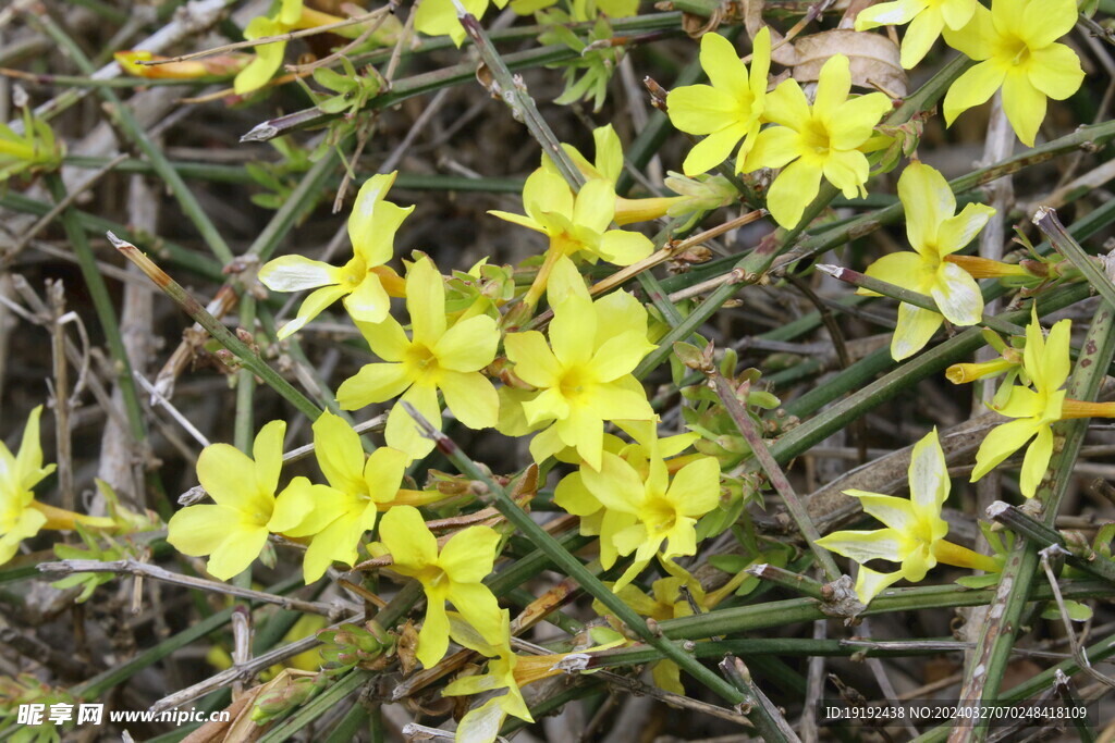 迎春花  