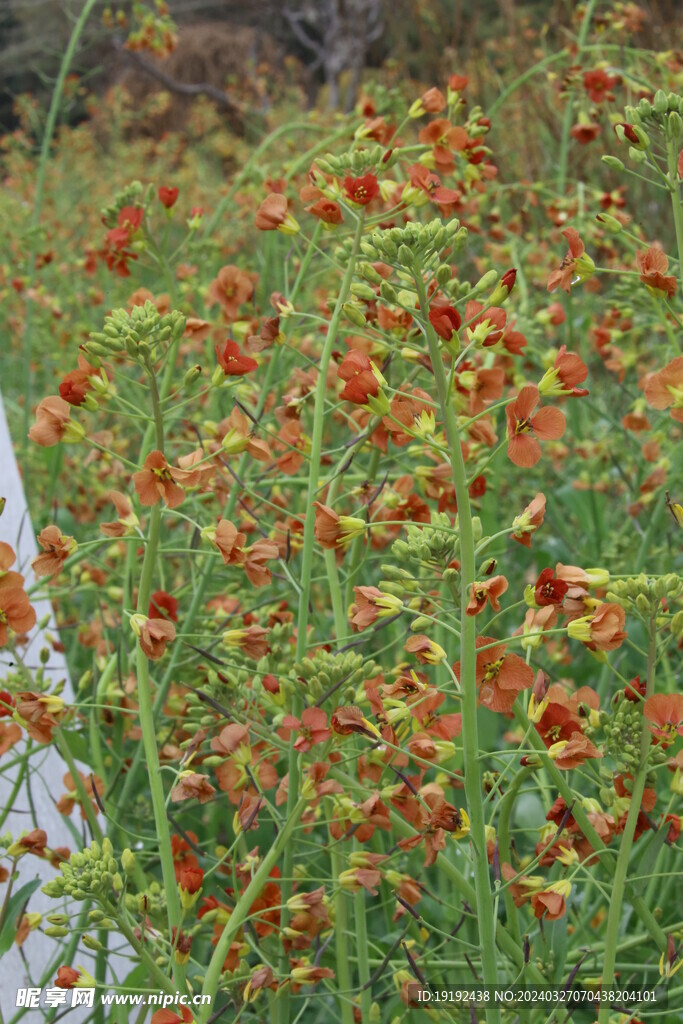 油菜花 