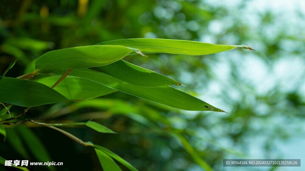 翠竹葉子