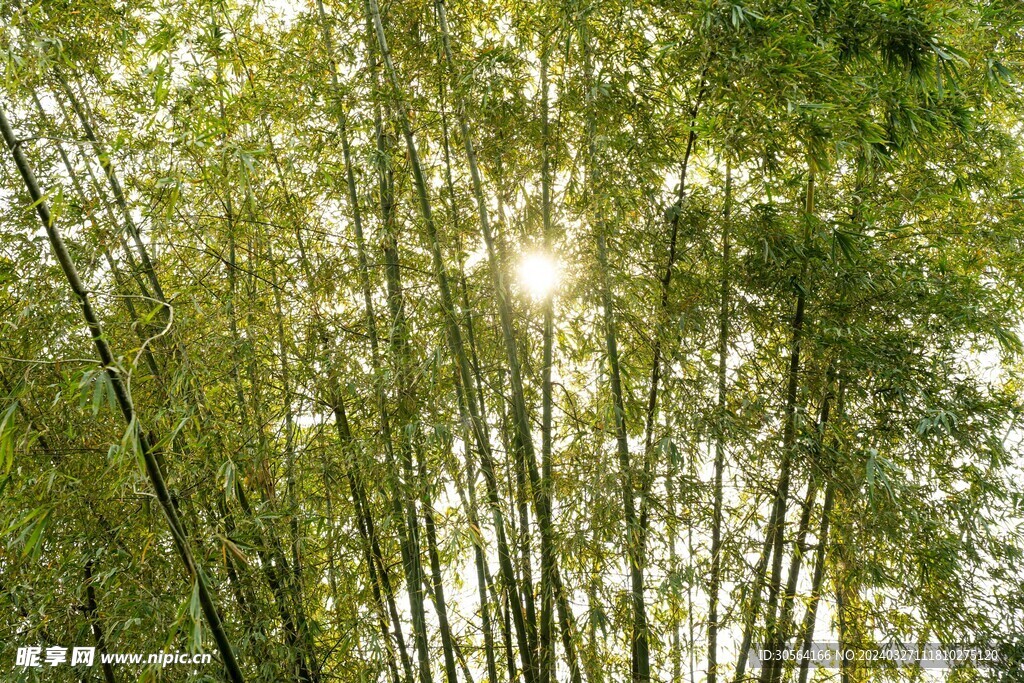 戶外竹林竹子