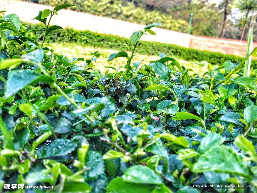 茶葉茶園