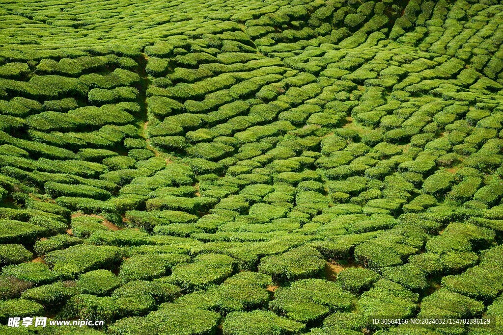 茶葉茶園