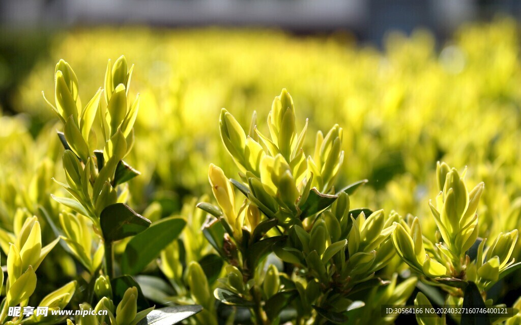 茶葉茶園