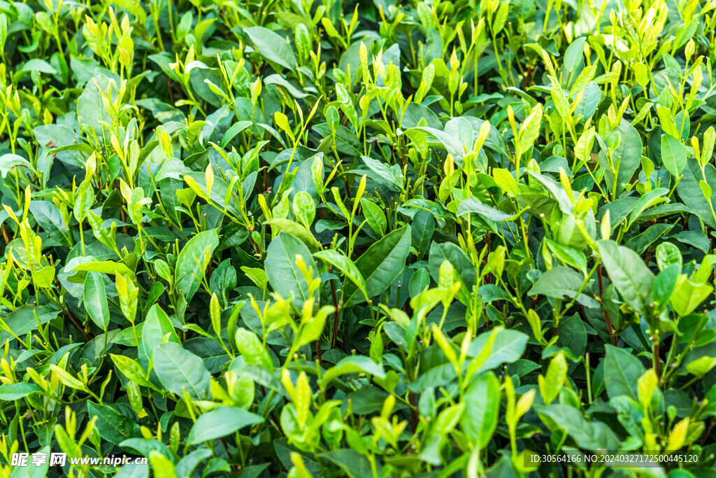 茶葉茶園