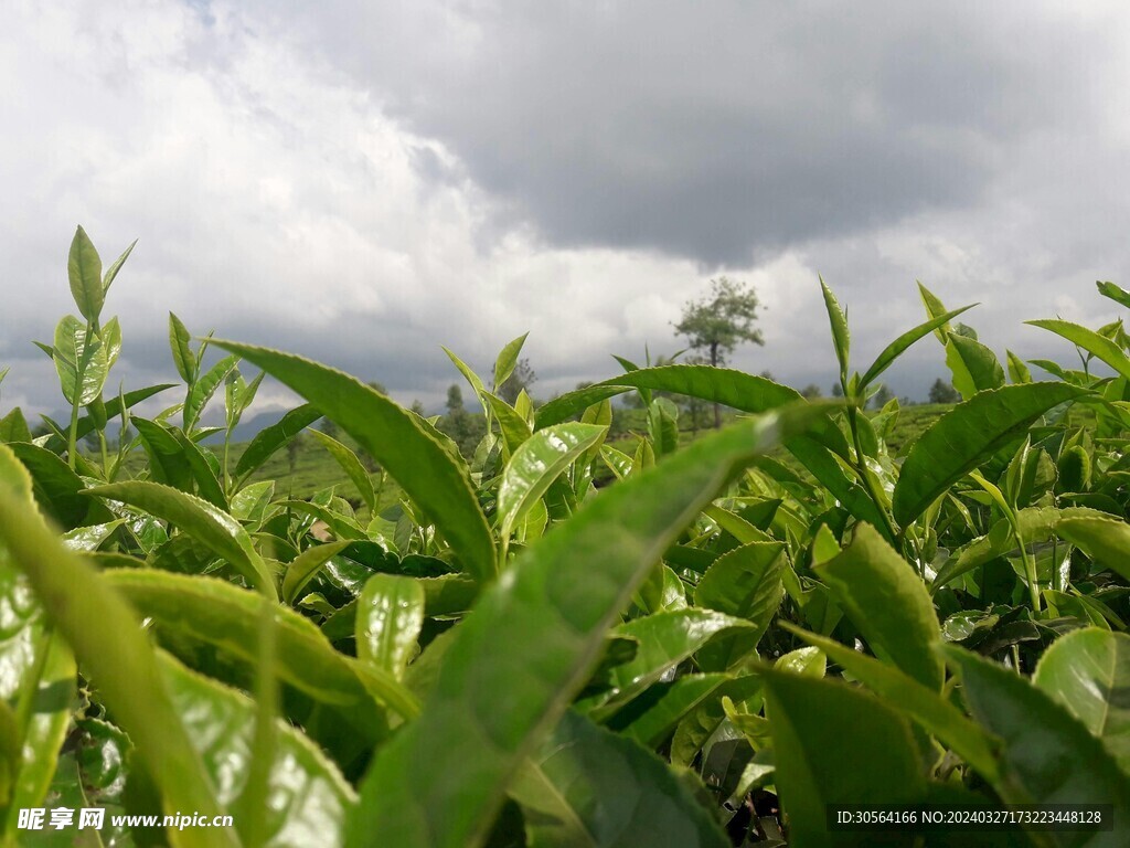 茶葉茶園