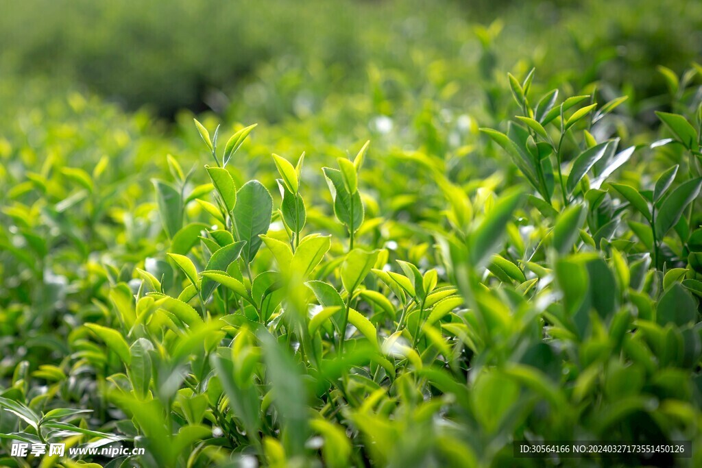 茶葉茶園