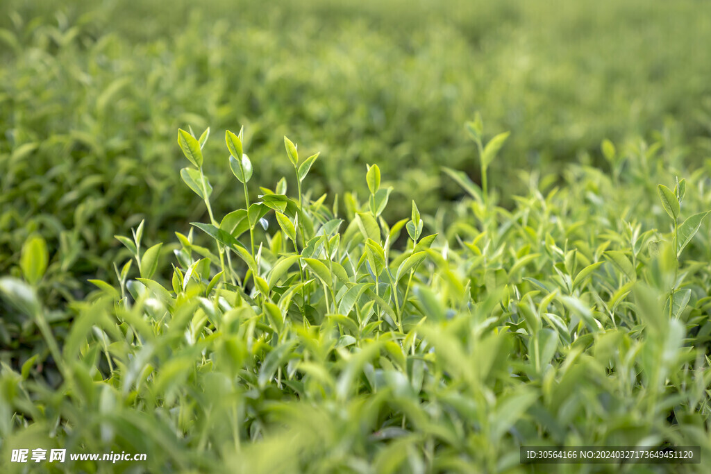 茶葉茶園