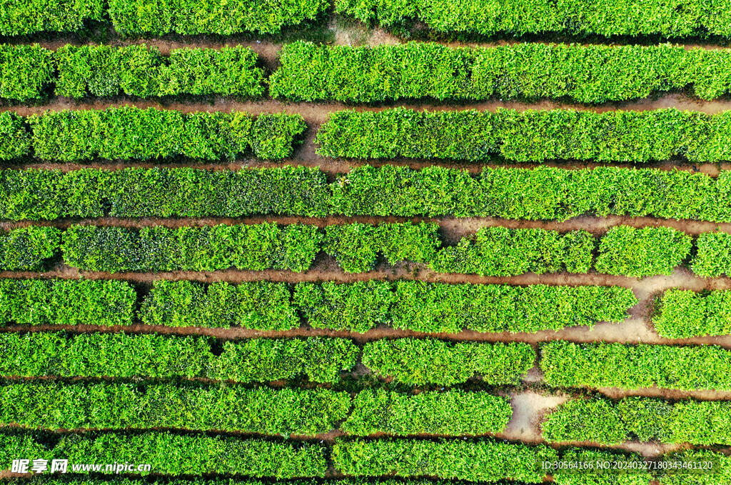 茶葉茶園
